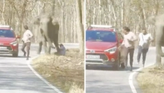 LJUDI U PANICI BEŽE Jeziv snimak, pomahnitali slon juri ljude, umalo da zgnječi čoveka na podu (VIDEO)