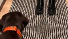 ODUŠEVIO MILIONE LJUDI Evo kako pas reaguje kada mu se ne sviđa ono što je obukla njegova vlasnica