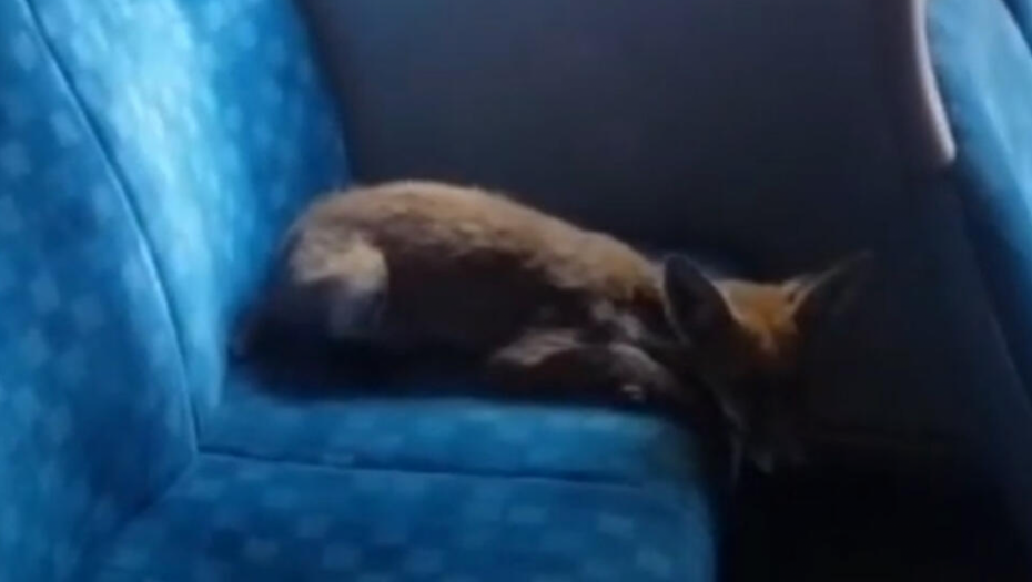 LISICA U AUTOBUSU Snimljena tokom dana, stanovnici u panici (VIDEO)
