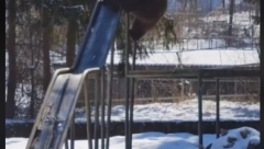 KAO U CRTANOM FILMU Medved došao na igralište i pokušava da se spusti niz tobogan (VIDEO)