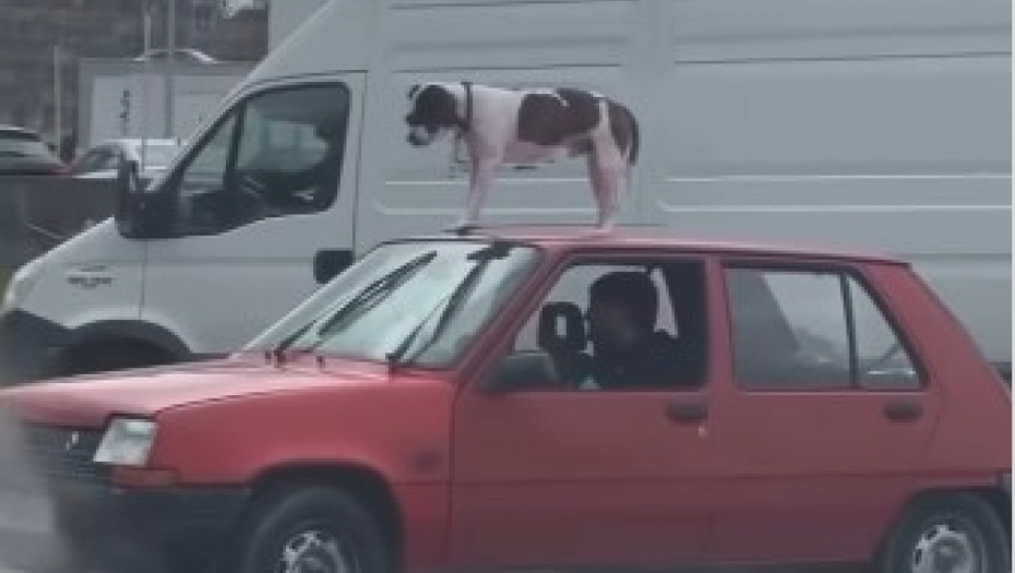 "OVAJ LIK JE JOŠ NA SLOBODI?" Vozač Renoa bizarnim potezom razbesnio Beograđane, "sekunda je dovoljna i ode sve ..."