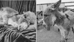 TUŽNE VESTI SA KRČEDINSKE ADE Uginulo magarence Milence koje je bilo spaseno (FOTO)