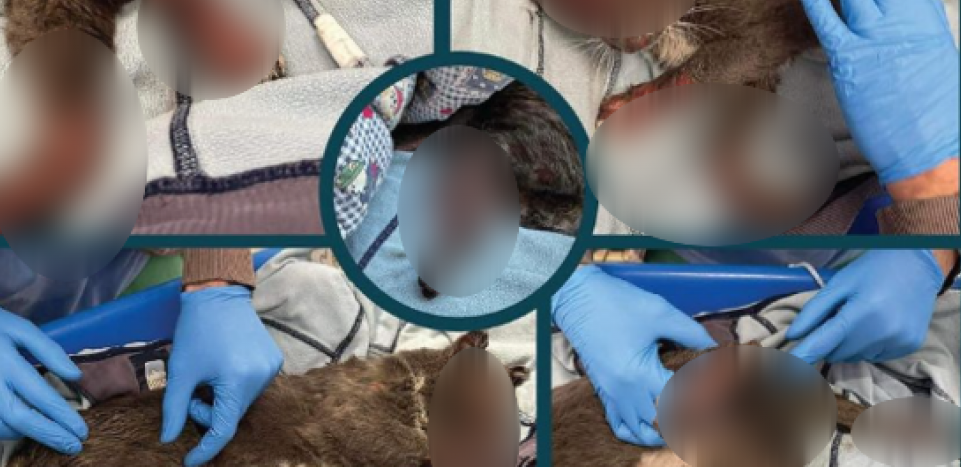 DECA U OVOM KRAJU MUČE MAČKE VEĆ DANIMA Slike su stravicne, zaštitnici životinja traže pravdu, ponudili veliku nagradu! (FOTO)