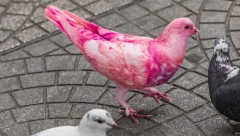 BEŽI GOLUBE SA MOJE TERASE Evo kako da oterate nezvane goste uz pomoć svakodnevnih predmeta, provereno rade posao