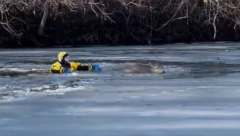 OVO SE NE VIĐA SVAKI DAN Vatrogasac velikog srca uskočio u ledenu vodu da spasi životinju (VIDEO)