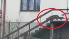 KRVOLOČNE ZVERI KOLJU U SAMOM CENTRU GRADA! Užas u Žitorađu, predatori ubili vezanog psa (VIDEO)