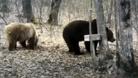 MEČKE TANKOSAVA I PARASKEVA JOŠ SPAVAJU Izgleda da proleće neće skoro?