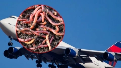 LET IZ PAKLA, ZLOČIN U VAZDUHU! Putnici zgroženi incidentom u avionu, ono što se desilo LEDI KRV U ŽILAMA