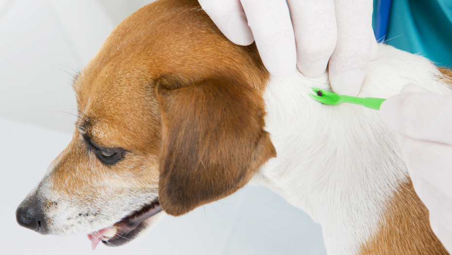 "KRPELJI SU AKTIVNI ČIM JE NAPOLJU PET STEPENI" Veterinari objašnjavaju kako da svog ljubimca zaštitite od parazita