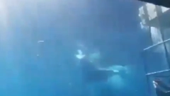 UŽASAVAJUĆA SCENA, HTELA DA UPADNE U KAVEZ SA RONIOCIMA Morska neman ostala bez glave (VIDEO)