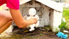 "KAKO JE OVAJ GROB TAKO PRLJAV?!" Devojka na groblju pronašla zapušteni spomenik, pa se bacila u akciju (VIDEO)