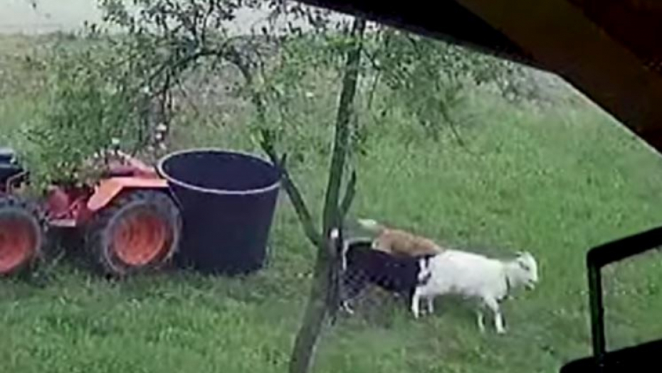 MEŠTANI U STRAHU! Psi lutalice napravili pokolj u selu: Od celog stada ostala samo jedna ovca!