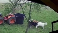 MEŠTANI U STRAHU! Psi lutalice napravili pokolj u selu: Od celog stada ostala samo jedna ovca!