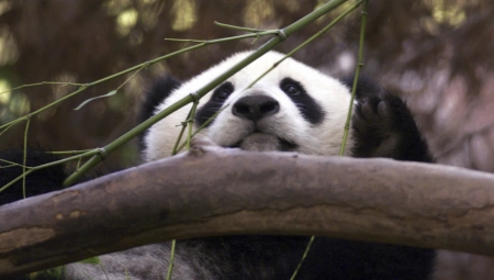 PONOVO "PANDA DIPLOMATIJA" Kina obnavlja gest prijateljstva prema Americi (FOTO)