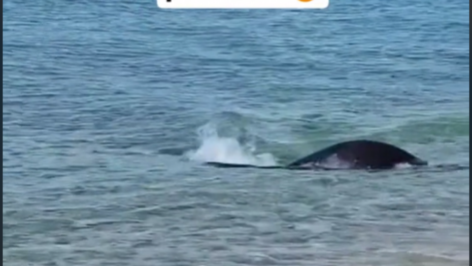 OVO JE SRBIMA OMILJENA PLAŽA U GRČKOJ Sada se tu pojavilo stvorenje koje je ostavilo sve u ČUDU (VIDEO)