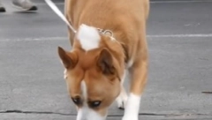 KUCA IMA 200.000 PRATILACA NA TIKTOKU Pas je mešanac haskija i pit bula i svima je neodoljiv