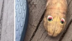 LEŽAO JE PORED OGRADE Žena našla ovo stvorenje u bašti, niko joj ne veruje da je stvaran