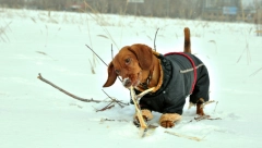 INDUSTRIJE MODE ZGRĆU VELIKE PARE? Paprene cene jakni za pse, oglasio se veterinar