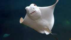 BEZGREŠNO ZAČELA Šarlot ostala u drugom stanju, mužjaka nije bilo u akvarijumu!