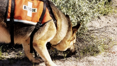 DRAMA! ŠEZDESETSEDMOGODIŠNJAK NESTAO PRE 9 DANA U toku je potraga sa psima tragačima, putovao je sam i odseo je u luksuznoj vili