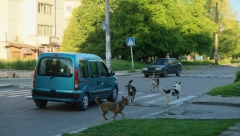 ČOPOR PASA NAPAO PORODICU Horor u Gornjem Milanovcu