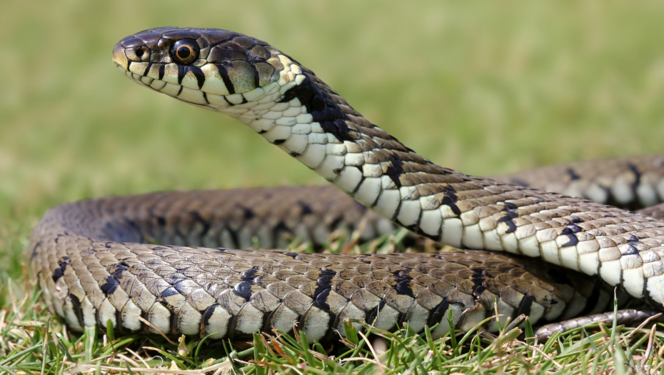VIC DANA Prolazi čuvar zoo vrta pored kaveza sa zmijama...
