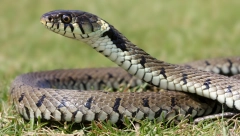 OGROMNA ZMIJA NAĐENA U KUTIJI ZA DONACIJE! Reptil GMIZAO po stvarima, svi postavljaju samo JEDNO pitanje!