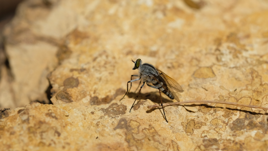 PRENOSE MENINGITIS I LAJŠMANIOZU Evo kako da znate da su vas napali opasni insekti nevidi