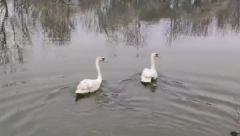 LJUBAVNA PRIČA DVA LABUDA KOJA TOPI I NAJTVRĐA SRCA ,,Bilo je neizvesno da li će preživeti''