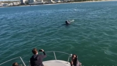 SNIMLJEN OBRAČUN ORKE I VELIKE BELE AJKULE Tursti gledali kako je čereči, odnela samo jetru (VIDEO)