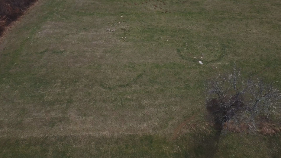 SVI GLEDAJU U OVO ČUDO PRIRODE KOD KOSJERIĆA Misteriozna pojava na travi javlja se svakog proleća, da li je vidite? Za to se veže jedna legenda (FOTO)