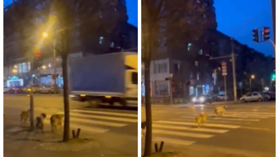 KRVAVE RUKAVICE U ZNAK PROTESTA Kritike na novi zakon o psima u Turskoj - Strahuje se za sudbinu 4 miliona lutalica