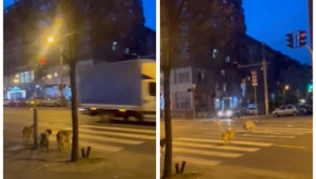 KRVAVE RUKAVICE U ZNAK PROTESTA Kritike na novi zakon o psima u Turskoj - Strahuje se za sudbinu 4 miliona lutalica