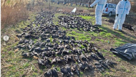 ŠTA SE KRIJE IZA JEZIVOG PRIZORA KOD KIKINDE? Nađeno više od 800 mrtvih ptica, sumnja se da je ovo uzrok