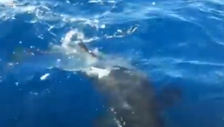 KRVOLOČNI UBICA PROTIV MORSKE NEMANI Borba na život i smrt rešena za sekund (VIDEO)