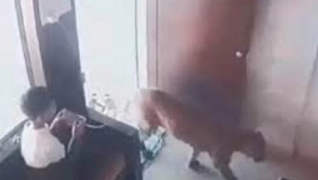 ZVER UŠLA KROZ VRATA, DEČAK SE NAŠAO U OPASNOSTI Snimak koji ledi krv u žilama (VIDEO)