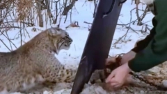 ŽENA SPASILA RISA IZ ZAMKE Ono što se posle desilo ostavilo je sve bez daha (VIDEO)