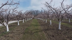 SVE JE SADA U BOŽIJIM RUKAMA Ako temperatura ode ispod nule, sve će propasti! (FOTO)