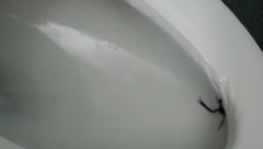 SAMO ŠTO SE NIJE ONESVESTILA Žena sela na WC ŠOLJU, pa osetila da se nešto MIGOLJI (VIDEO)