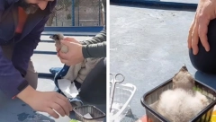 BEOGRASKI ZOOLOŠKI VRT DOBIO PRINOVU Pogledajte preslatko mladunče vrlo opasne ptice koja se izlegla u Beo zoo-vrtu