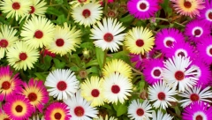 POSADITE JE SADA I IMAĆETE CVETNI TEPIH Sama se razmnožava, zaliva retko, a uspeva u najlošijoj zemlji