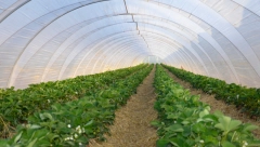 OVO POVRĆE DONOSI SIGURNU ZARADU I TO CELE GODINE: Gaji se u plasteniku, a evo i koliko se isplati!