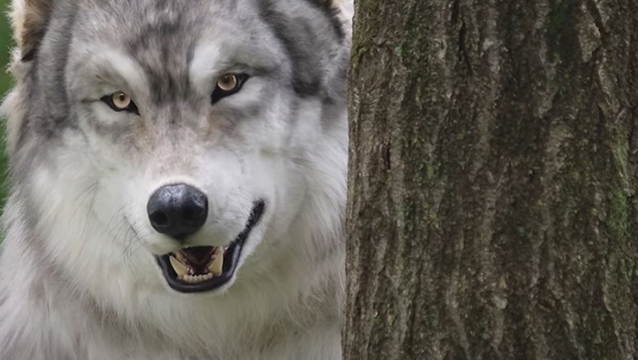 BIZARAN POTEZ ČOVEKA ZAPALIO DRUŠTVENE MREŽE Potrošio preko dva i po miliona dinara da bi se pretvorio u divlju zver!