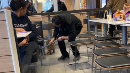 DIVLJA ZVER UŠLA U RESTORAN PA NAPRAVILA HAOS Terali ga metlom, mamili piletinom, a onda... (VIDEO)