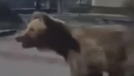 MEDVED NAPADAO LJUDE U CENTRU GRADA Najmanje dvoje povređenih u Slovačkoj, kamere snimile jezive scene (VIDEO)