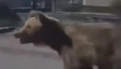 MEDVED NAPADAO LJUDE U CENTRU GRADA Najmanje dvoje povređenih u Slovačkoj, kamere snimile jezive scene (VIDEO)