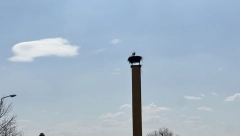 VRATILE SE RODE USRED SRBIJE Dugonoge ptice opet svile gnezdo pored vrtića u Mrčajevcima, mališani ih obožavaju (FOTO)