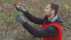 DAVID SE VRATIO IZ AMERIKE I ZASADIO "BILJKU BUDUĆNOSTI" Posao cveta: "Tamo su ludi za njom"