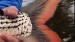 ČOVEK JE IZVUKAO ZASTRAŠUJUĆE STVORENJE IZ VODE Svi su bili šokirani kada su videli njegovu glavu