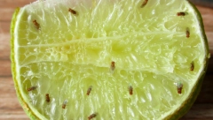 VINSKE MUŠICE SU PRAVA NAPAST Rešite ih se uz pomoć sastojka koji već imate u kuhinji